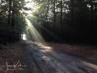 Zonnestralen in het bos